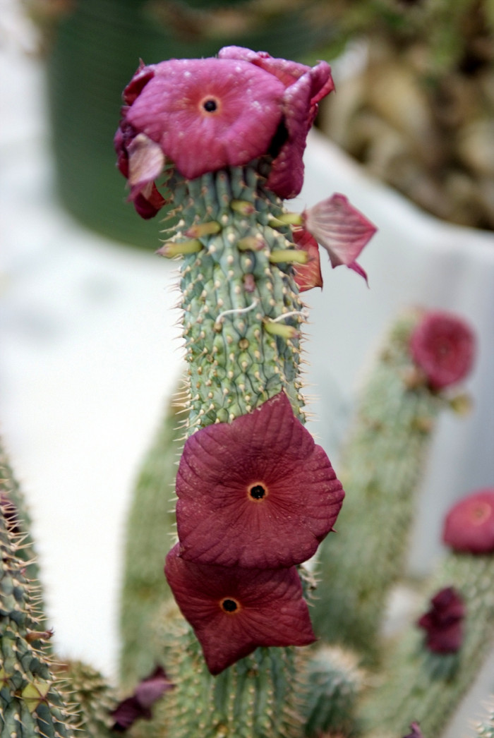 선인장 - Opuntia ficus-indica Mill.