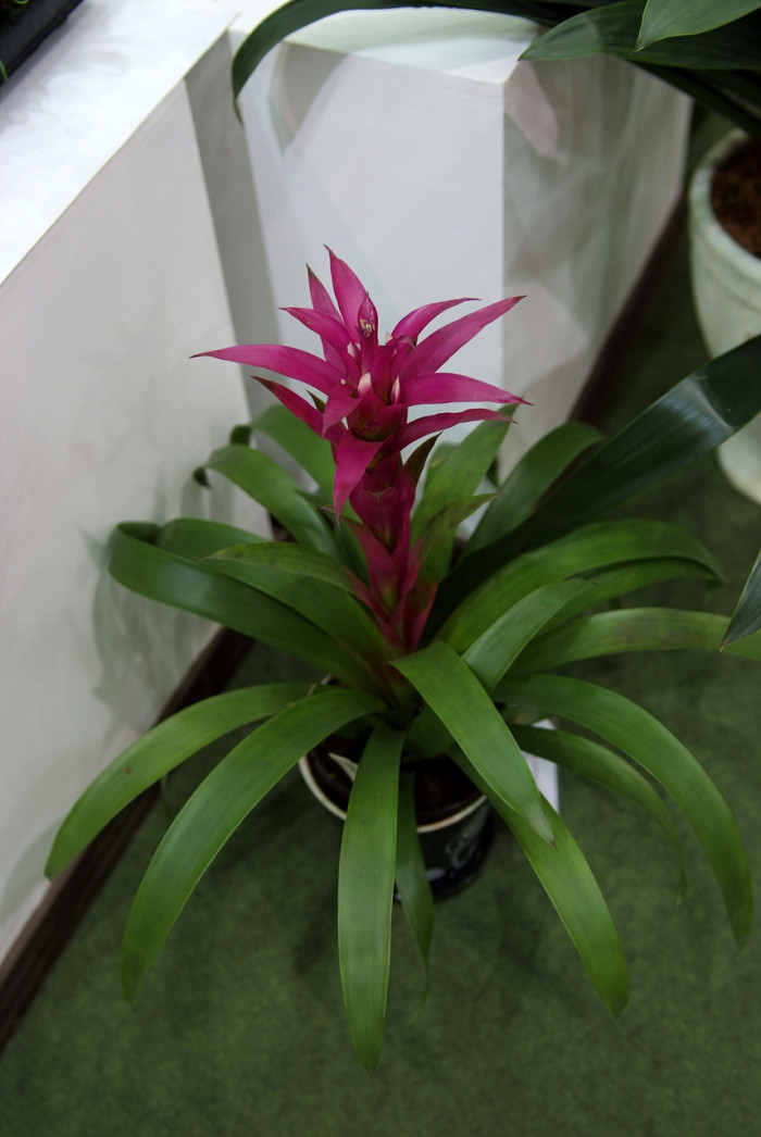 틸란디시아 - Tillandsia bergeri