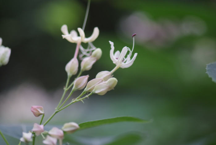 누리장나무 - Harlequin Glorybower, Clerodendrum trichotomum