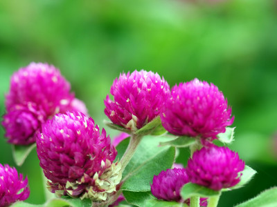 천일홍 사진 - Gomphrena globosa L. Photos