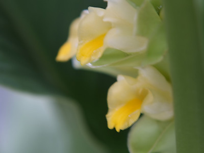 울금 사진 - Curcuma aromatica Salisb Photos