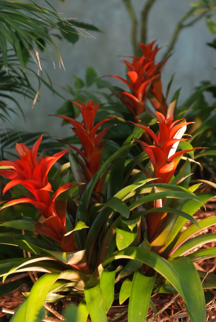 아나나스 - Ananas spp.