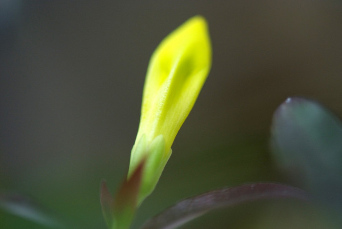 개나리자스민 - Carolina jasmine, Gelsemium sempervirens (L.) J.St.-Hil
