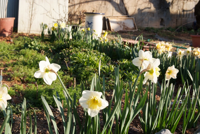 수선화 - daffodil, Narcissus tazetta var. chinensis