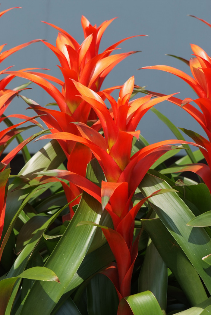아나나스 - Ananas spp.