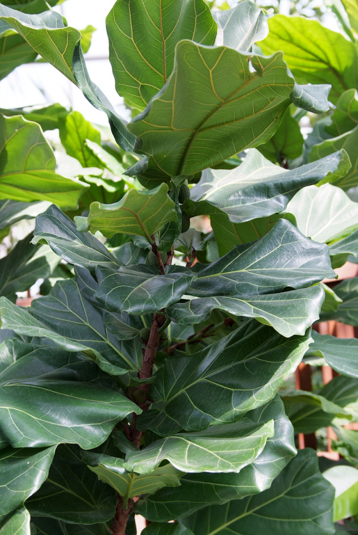 떡갈잎고무나무 - Ficus lyrata