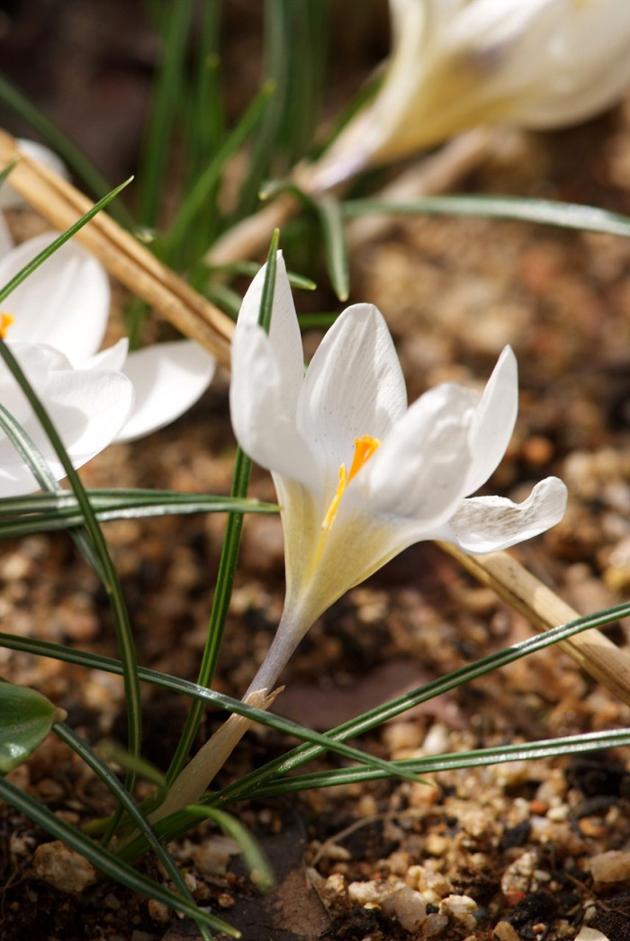 크로커스 - Crocus, Crocus spp.