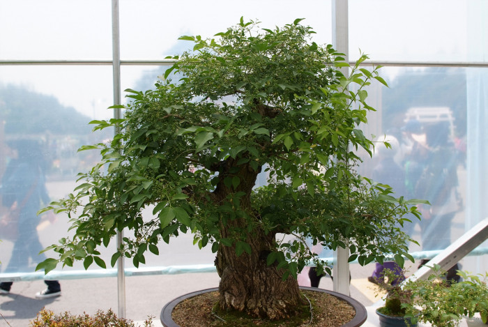 참빗살나무 - Euonymus hamiltonianus Wall. var. hamiltonianus
