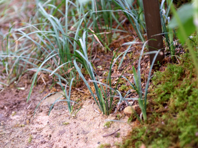 산기장 사진 - Phaenosperma globosa Munro ex Benth. Photos