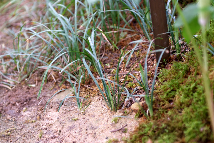 산기장 - Phaenosperma globosa, Phaenosperma globosa Munro ex Benth.