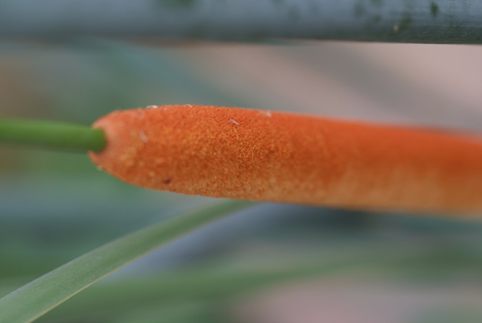 부들 - Typha orientalis C. Presl.