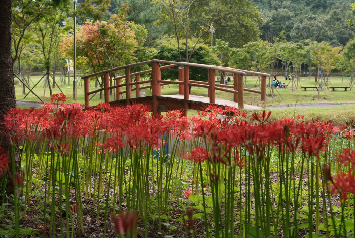 석산 - red spider lily, Lycoris radiata