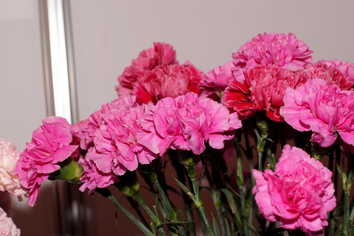 카네이션 - Bernard, Dianthus caryophyllus L.