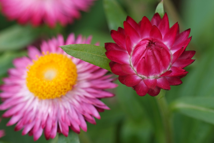 밀짚꽃 - straw flower, Helichrysum bracteatum