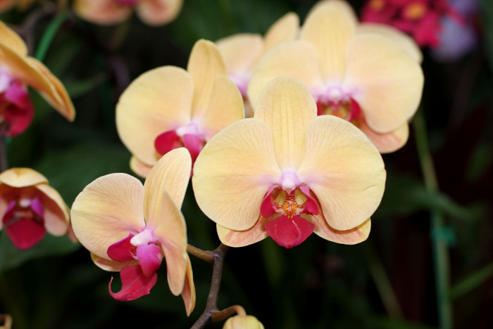 호접란 - Moth orchids, phalaenopsis