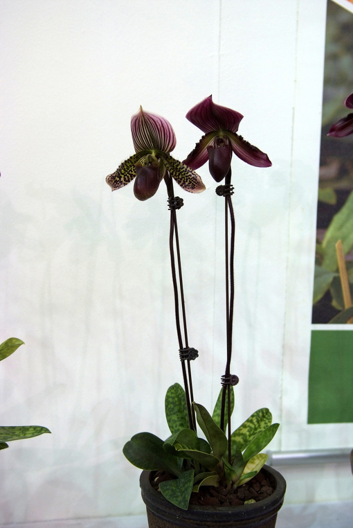 파피오페딜럼 - Papihopedilum pinochio, Paphiopedilum hybrids
