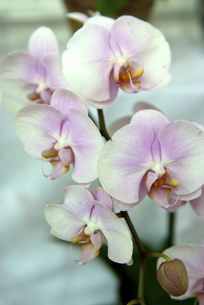 호접란 - Moth orchids, phalaenopsis