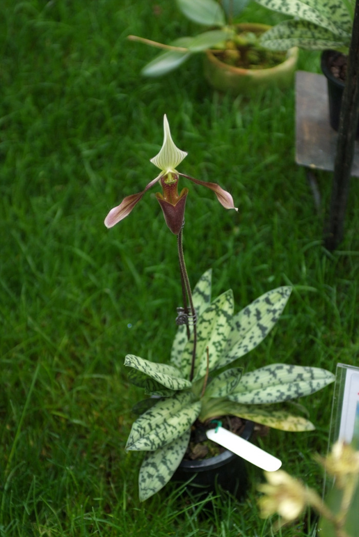 파피오페딜럼 - Papihopedilum pinochio, Paphiopedilum hybrids