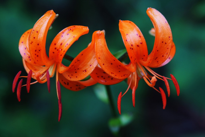 중나리 - Lilium leichtlinii var. tigrinum