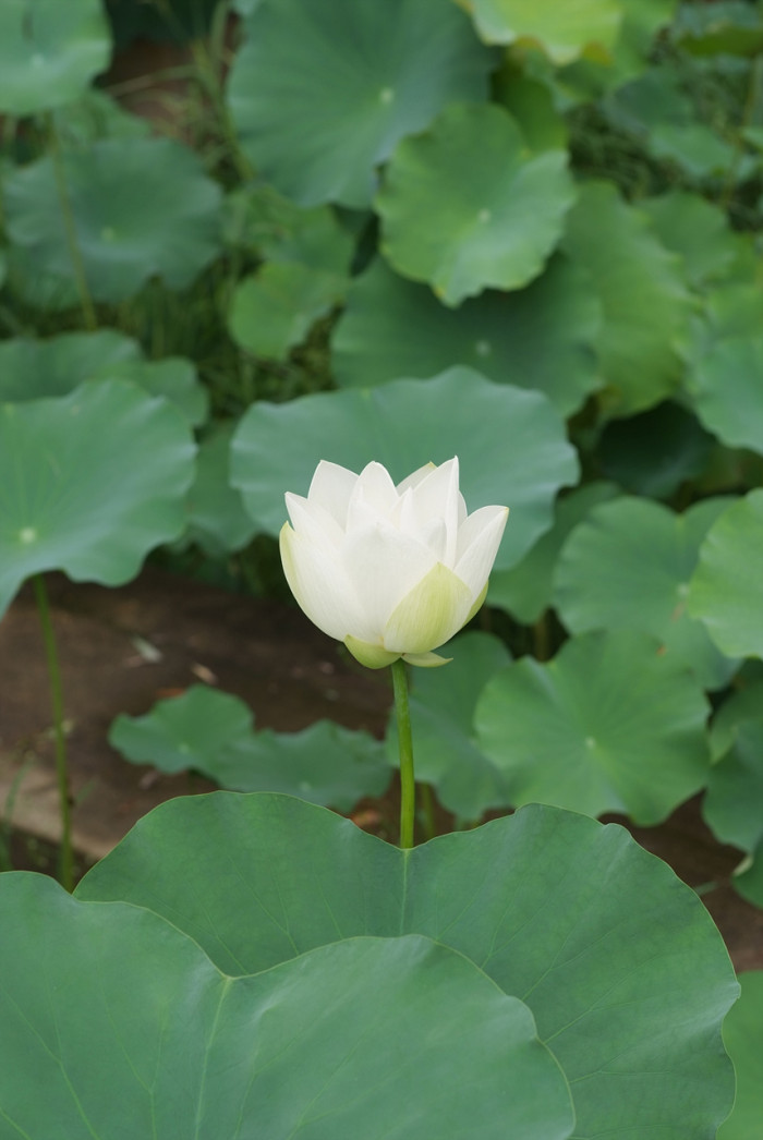 연꽃 - Nelumbo nucifera