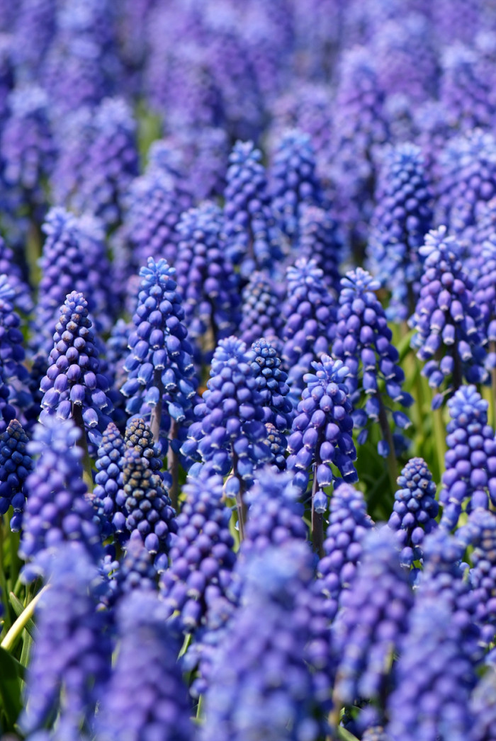 무스카리 - blue grape hyacinth, Muscari armeniacum.