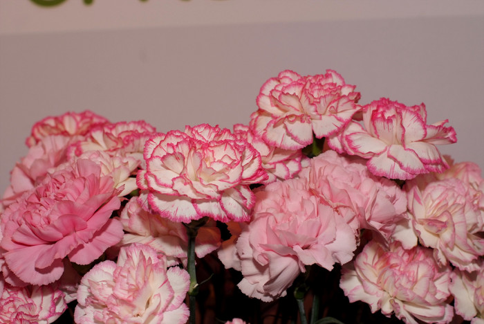 카네이션 - Bernard, Dianthus caryophyllus L.
