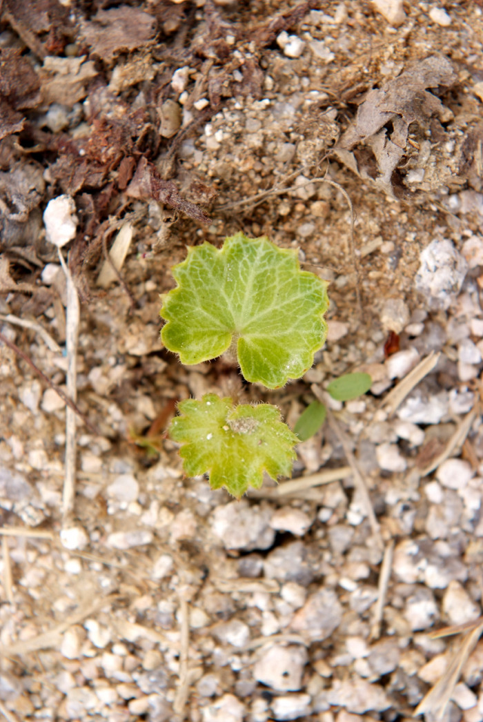 바위취 - Saxifraga stolonifera Meerb.