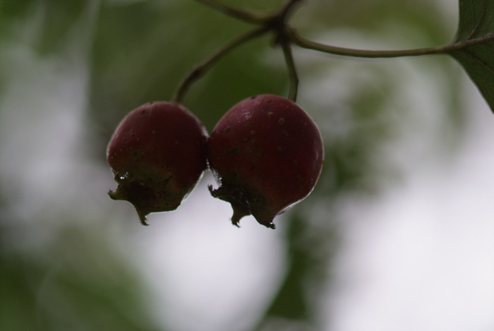 산사나무 - Mountain hawthorn, Crataegus pinnatifida Bunge for. pinnatifida