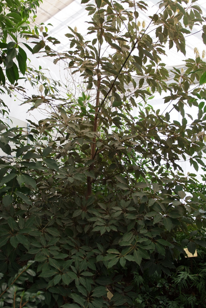 참식나무 - Neolitsea sericea (Blume) Koidz.