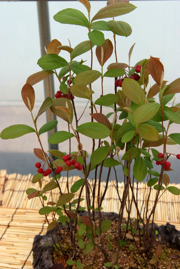섬개야광나무 - Cotoneaster wilsonii Nakai