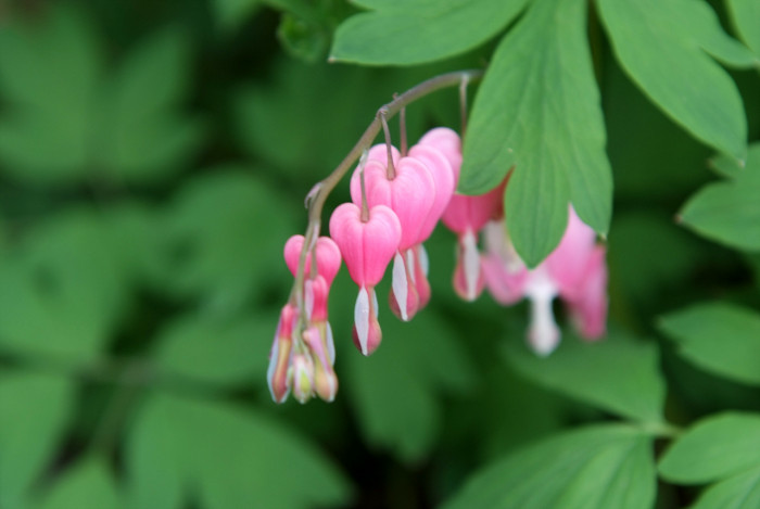 금낭화 - Dicentra spectabilis