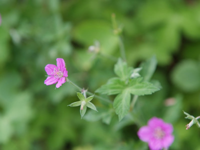이질풀 사진 - Geranium thunbergii Siebold & Zucc. Photos