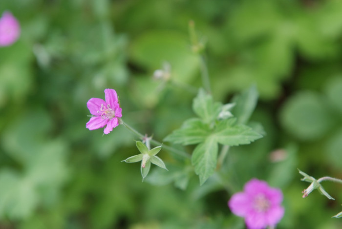 이질풀 - Geranium thunbergii Siebold & Zucc.