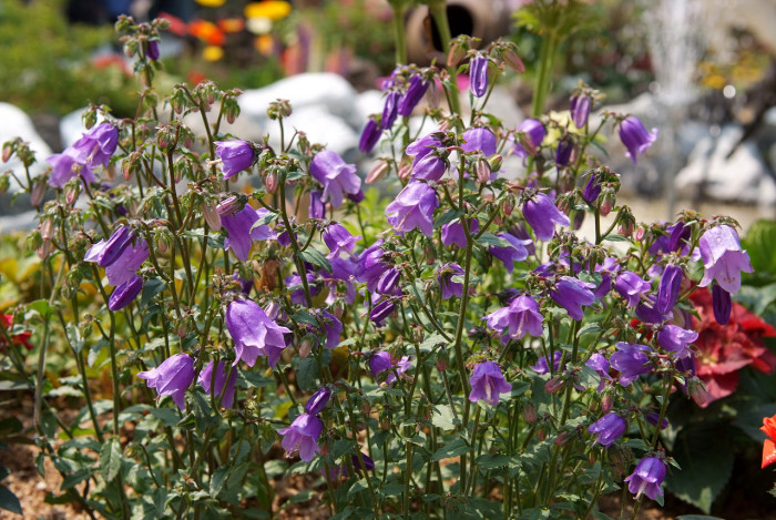 캄파눌라 - Canterbury bells, Campanula poscharskyana
