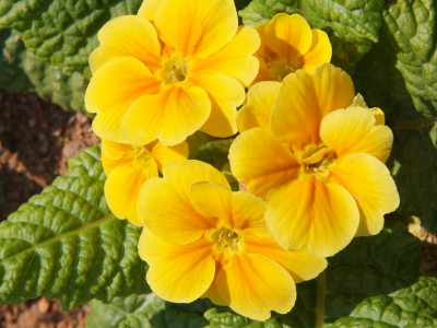 프리뮬러 사진 - Primula polyantha Photos