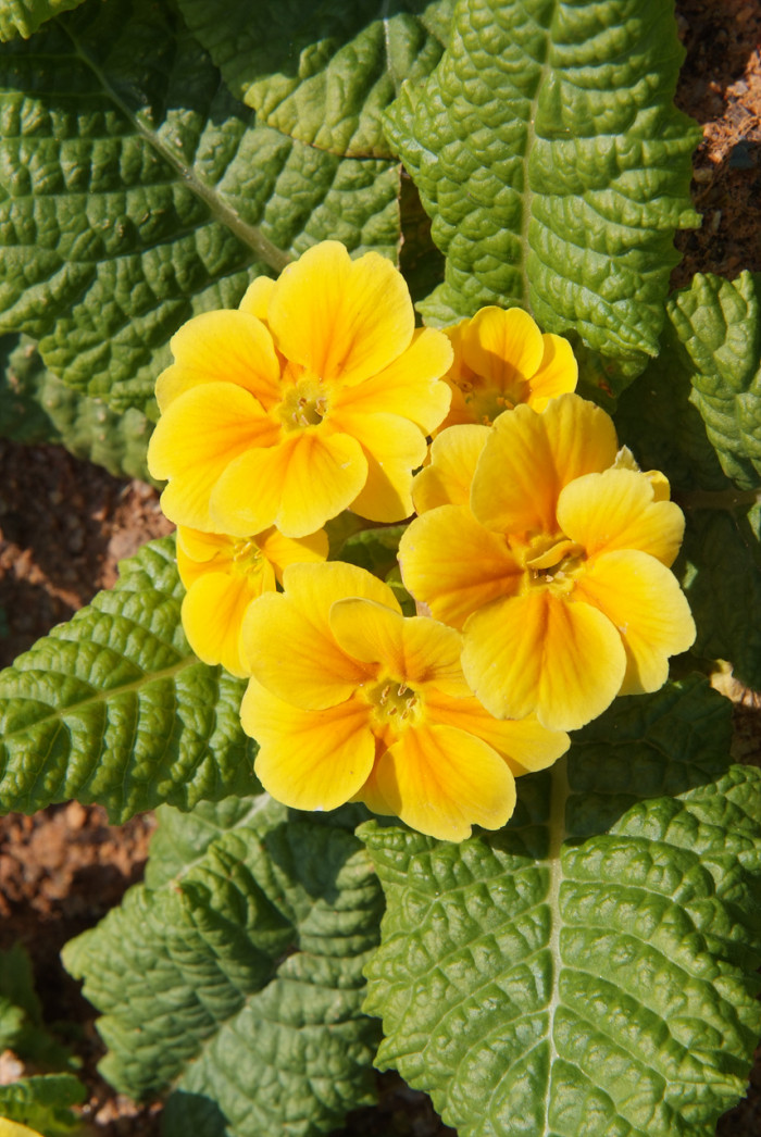 프리뮬러 - Primula, Primula polyantha