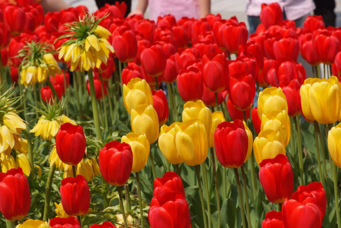 튤립 - Tulip, Tulipa gesneriana