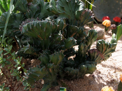 제금관 사진 - Euphorbia lactea Variegata Photos