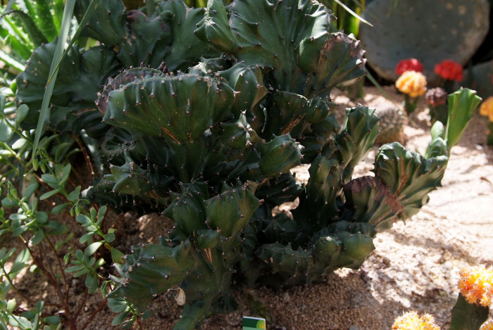 제금관 - Cristata, Euphorbia lactea Variegata