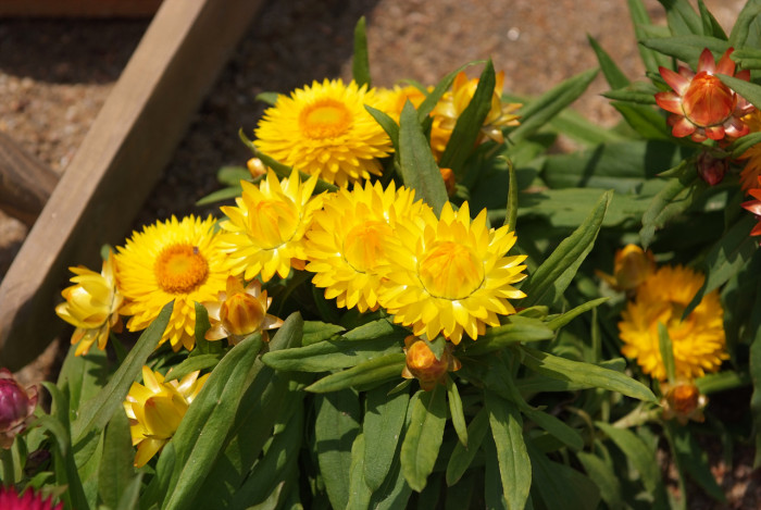 밀짚꽃 - straw flower, Helichrysum bracteatum
