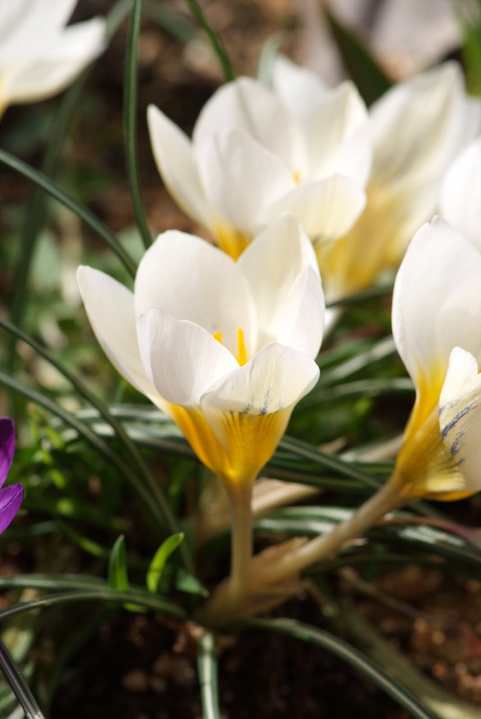 크로커스 - Crocus, Crocus spp.