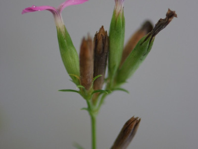갯패랭이꽃 사진 - Dianthus japonicus Photos