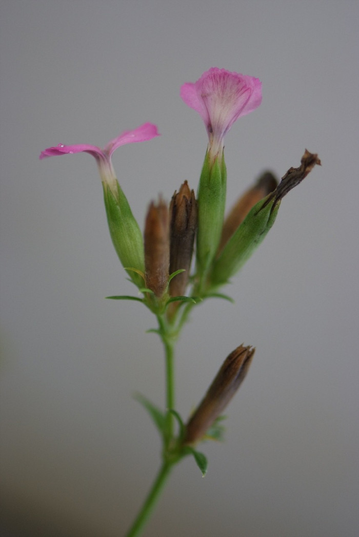 갯패랭이꽃 - Dianthus japonicus