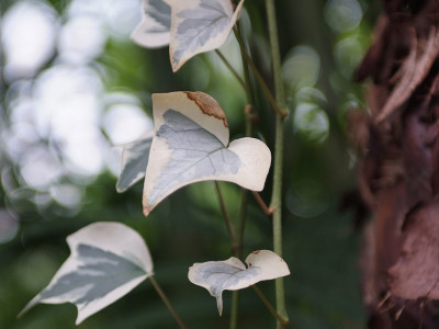 마렌고아이비 사진 - Hedera canariensis Willd. Photos