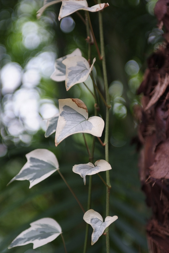 마렌고아이비 - Hedera canariensis Willd.