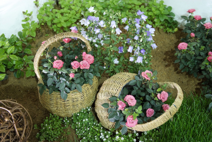 장미 - Rose, Rosa hybrida