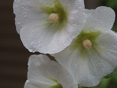 접시꽃 사진 - Althaea rosea Photos