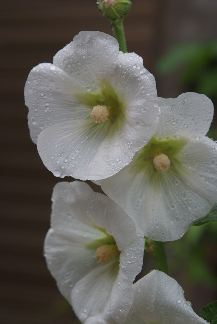 접시꽃 - Alcea rosea, Althaea rosea