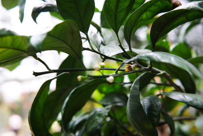 귤나무 -  , Citrus unshiu S.Marcov.