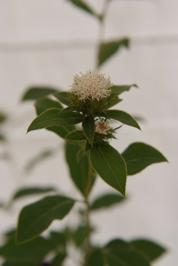 삽주 - Atractylodes ovata (Thunb.) DC.